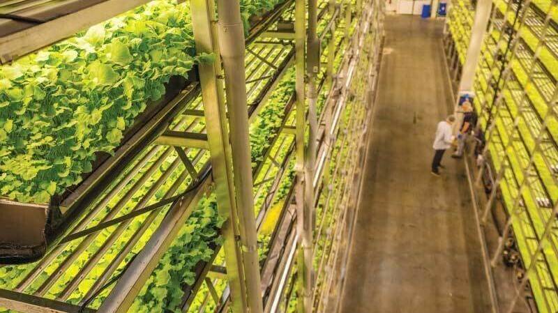 Mayor granja vertical cubierta